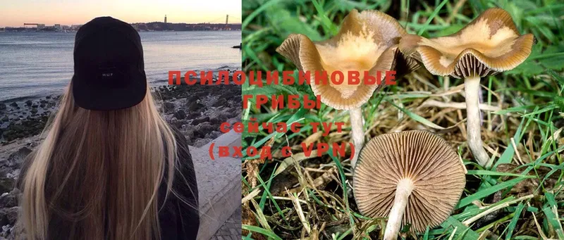 Галлюциногенные грибы Psilocybe  Северская 